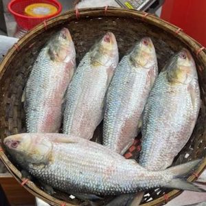 ৫ পিস (৮ কেজি)